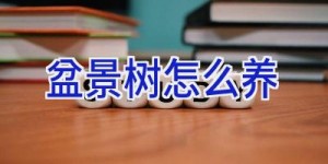 盆景树怎么养