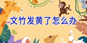 文竹发黄了怎么办