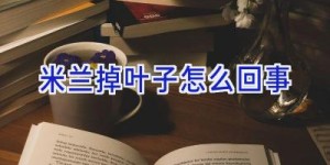 米兰掉叶子怎么回事