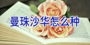 曼珠沙华怎么种