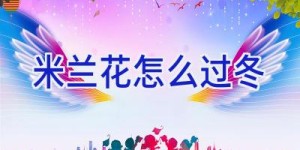 米兰花怎么过冬