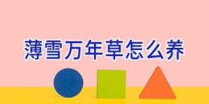 薄雪万年草怎么养
