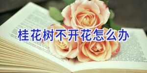 桂花树不开花怎么办