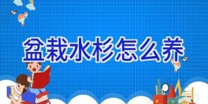 盆栽水杉怎么养