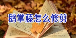 鹅掌藤怎么修剪