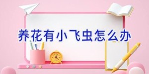 养花有小飞虫怎么办