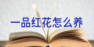 一品红花怎么养