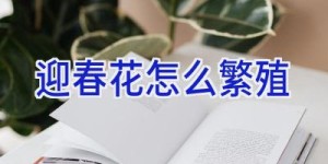 迎春花怎么繁殖