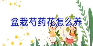 盆栽芍药花怎么养