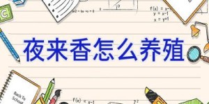 夜来香怎么养殖