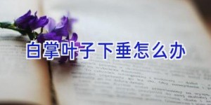 白掌叶子下垂怎么办