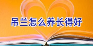 吊兰怎么养长得好