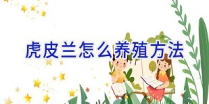 虎皮兰怎么养殖方法