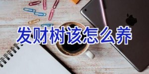 发财树该怎么养