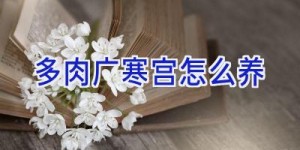 多肉广寒宫怎么养