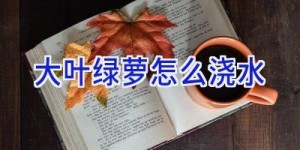 大叶绿萝怎么浇水