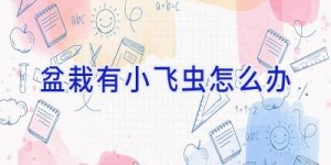 盆栽有小飞虫怎么办