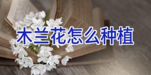 木兰花怎么种植