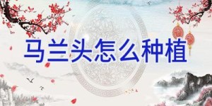 马兰头怎么种植