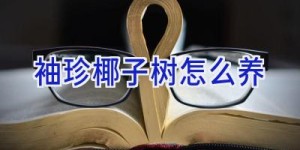 袖珍椰子树怎么养