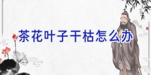 茶花叶子干枯怎么办