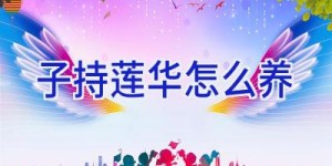 子持莲华怎么养