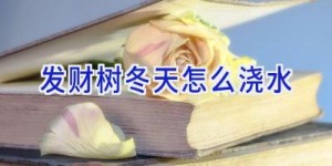 发财树冬天怎么浇水