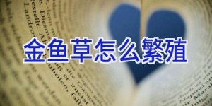 金鱼草怎么繁殖