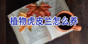 植物虎皮兰怎么养