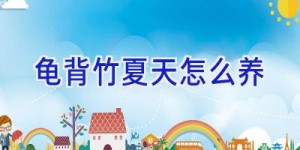 龟背竹夏天怎么养