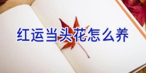 红运当头花怎么养