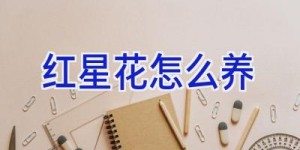 红星花怎么养
