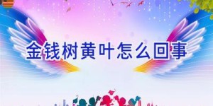 金钱树黄叶怎么回事