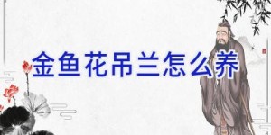 金鱼花吊兰怎么养