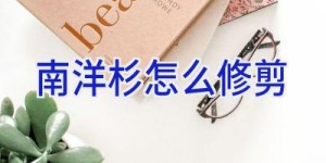 南洋杉怎么修剪