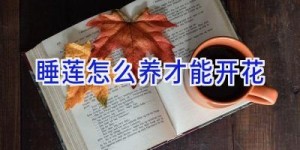 睡莲怎么养才能开花