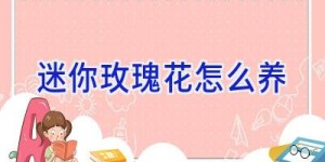 迷你玫瑰花怎么养