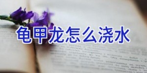 龟甲龙怎么浇水