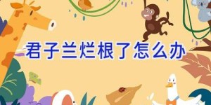 君子兰烂根了怎么办