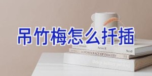 吊竹梅怎么扦插