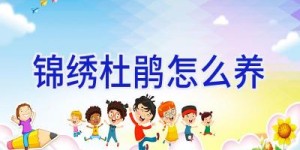 锦绣杜鹃怎么养