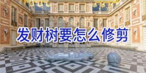 发财树要怎么修剪