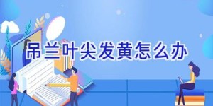 吊兰叶尖发黄怎么办