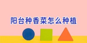 阳台种香菜怎么种植