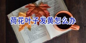 荷花叶子发黄怎么办