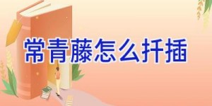 常青藤怎么扦插