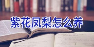 紫花凤梨怎么养