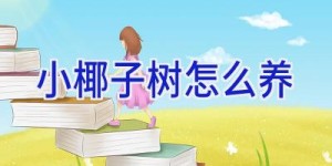 小椰子树怎么养