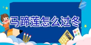 马蹄莲怎么过冬