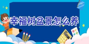 幸福树盆景怎么养